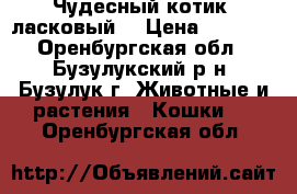 Чудесный котик, ласковый. › Цена ­ 3 000 - Оренбургская обл., Бузулукский р-н, Бузулук г. Животные и растения » Кошки   . Оренбургская обл.